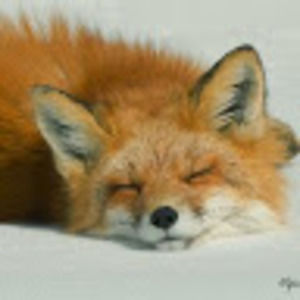 Meet your Posher, Lizzy